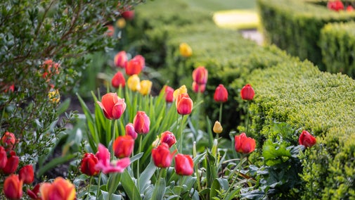 Tiwlipiau yn yr Ardd Furiog yng Nghastell Penrhyn yn y gwanwyn